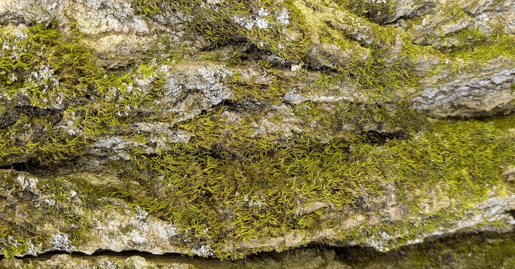 Moss growing fallen tree